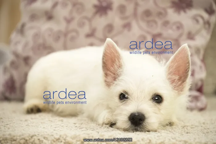  : West Highland White Terrier Dog, Westie, puppy
