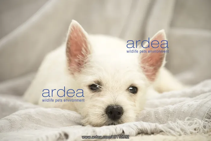 : West Highland White Terrier Dog, Westie, puppy : West Highland White Terrier Dog, Westie, puppy