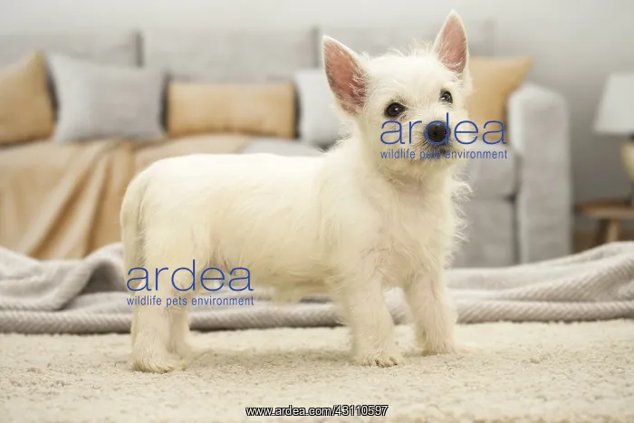 : West Highland White Terrier Dog, Westie, puppy : West Highland White Terrier Dog, Westie, puppy