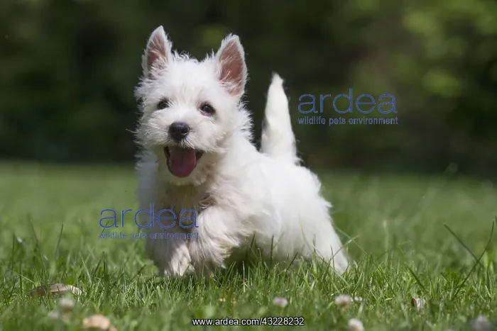 : West Highland White Terrier Dog, Westie, puppy in : West Highland White Terrier Dog, Westie, puppy in