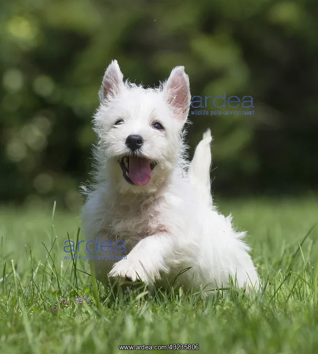 : West Highland White Terrier Dog, Westie, puppy in : West Highland White Terrier Dog, Westie, puppy in