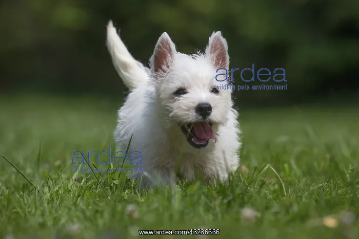 : West Highland White Terrier Dog, Westie, puppy in : West Highland White Terrier Dog, Westie, puppy in