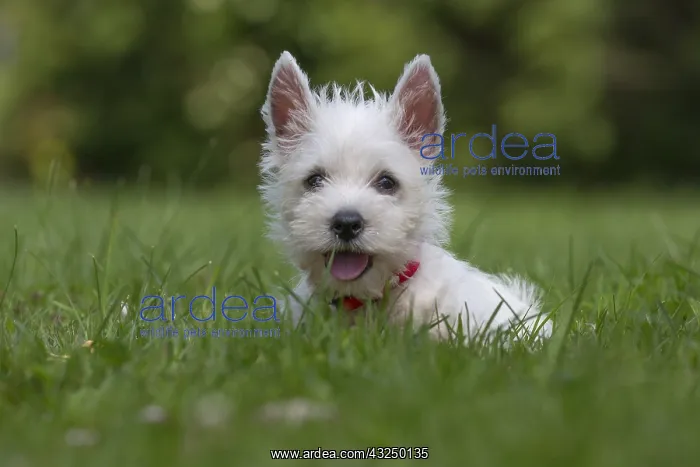 : West Highland White Terrier Dog, Westie, puppy in : West Highland White Terrier Dog, Westie, puppy in