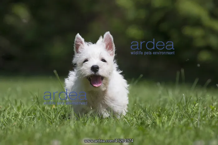 : West Highland White Terrier Dog, Westie, puppy in : West Highland White Terrier Dog, Westie, puppy in