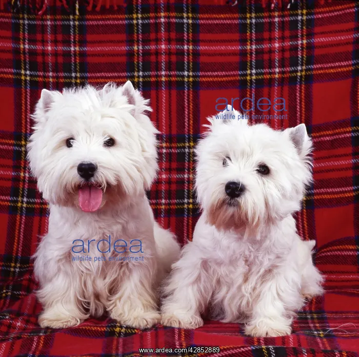 : West Highland White Terrier DOGS - two sitting : West Highland White Terrier DOGS - two sitting