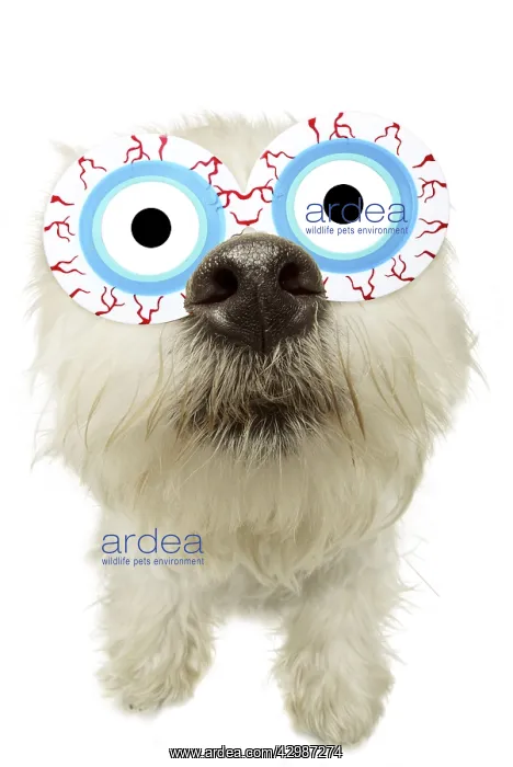 : West Highland White Terrier with googly eye glasses : West Highland White Terrier with googly eye glasses
