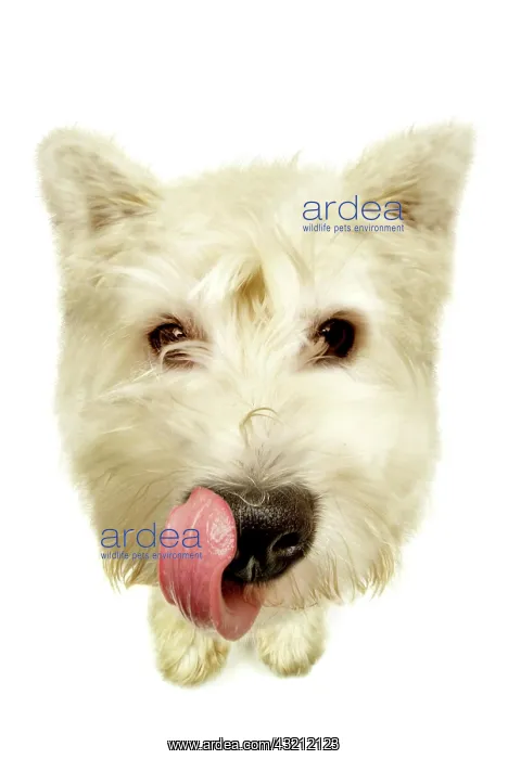 : West Highland White Terrier licking his mouth, seen : West Highland White Terrier licking his mouth, seen