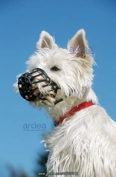 : West Highland White Terrier with Muzzle, Westie, Muzzle : West Highland White Terrier with Muzzle, Westie, Muzzle