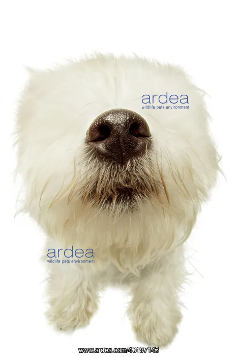  : West Highland White Terrier with its nose in focus