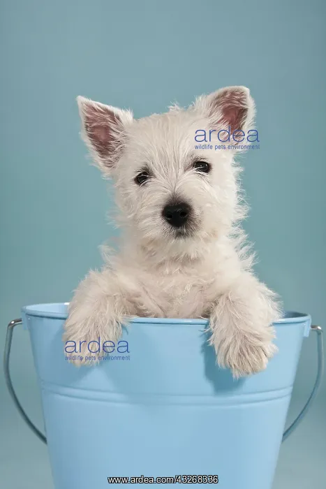 : West Highland White Terrier pup, sitting in a blue : West Highland White Terrier pup, sitting in a blue