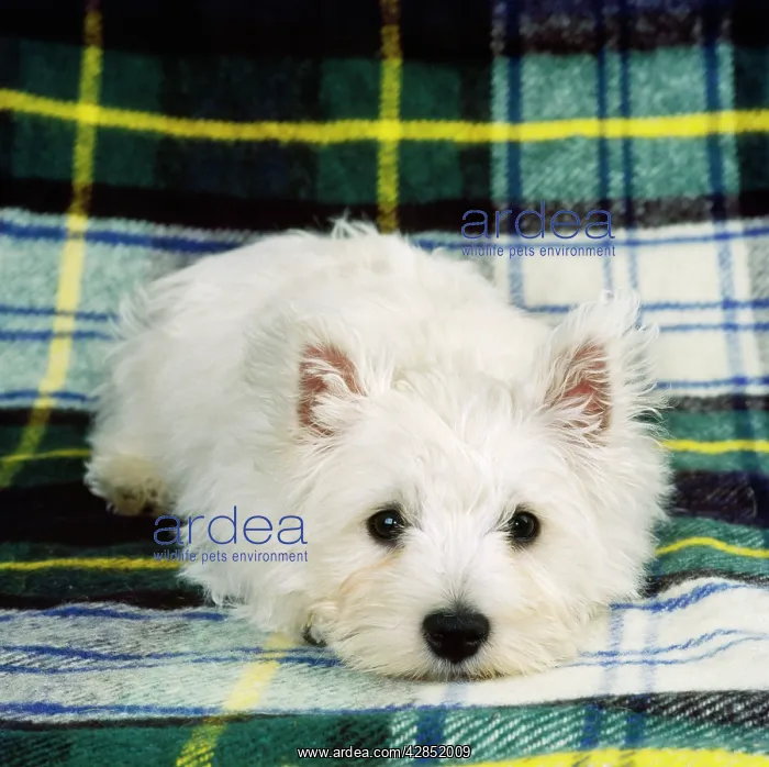 : West Highland White Terrier - puppy : West Highland White Terrier - puppy