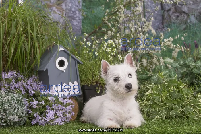  : West Highland White Terrier puppy outdoors in the garden