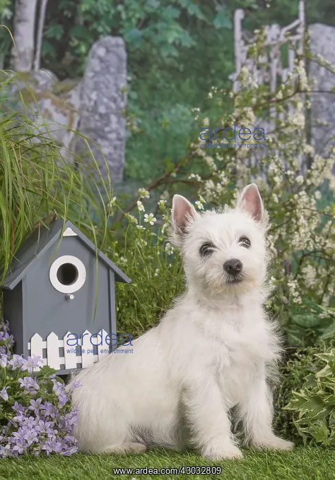 : West Highland White Terrier puppy outdoors in the garden : West Highland White Terrier puppy outdoors in the garden