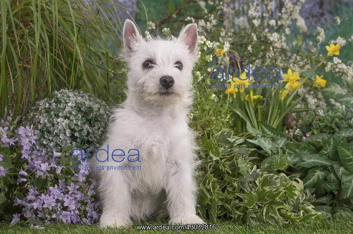 : West Highland White Terrier puppy outdoors in the garden : West Highland White Terrier puppy outdoors in the garden