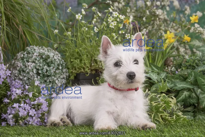 : West Highland White Terrier puppy outdoors in the garden : West Highland White Terrier puppy outdoors in the garden