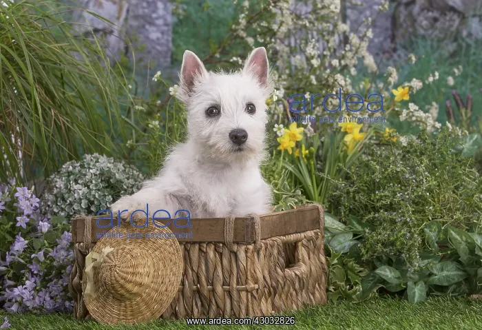 : West Highland White Terrier puppy outdoors in the garden : West Highland White Terrier puppy outdoors in the garden