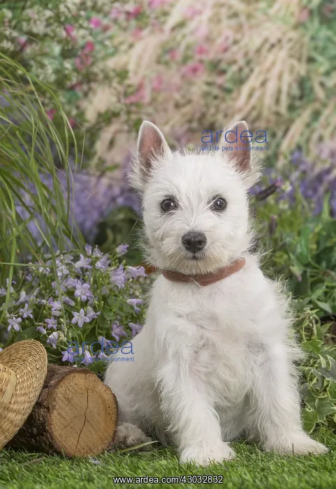 : West Highland White Terrier puppy outdoors in the garden : West Highland White Terrier puppy outdoors in the garden