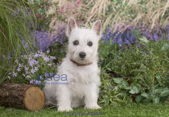 : West Highland White Terrier puppy outdoors in the garden : West Highland White Terrier puppy outdoors in the garden