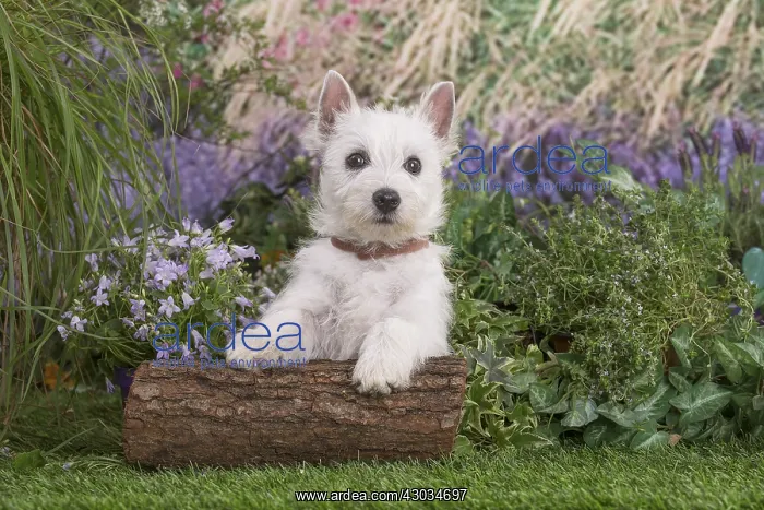 : West Highland White Terrier puppy outdoors in the garden : West Highland White Terrier puppy outdoors in the garden