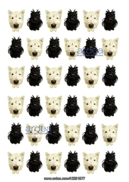  : West Highland White Terrier and a Scottish Terrier