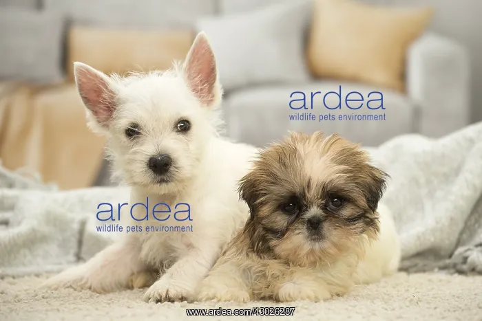 : West Highland White Terrier and Shih-Tzu puppies : West Highland White Terrier and Shih-Tzu puppies
