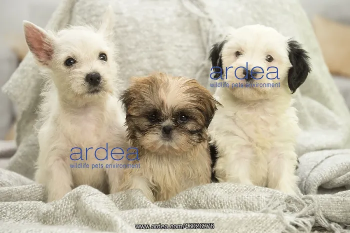 : West Highland White Terrier, Shih-Tzu and Tibetan : West Highland White Terrier, Shih-Tzu and Tibetan