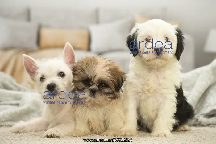 : West Highland White Terrier, Shih-Tzu and Tibetan : West Highland White Terrier, Shih-Tzu and Tibetan