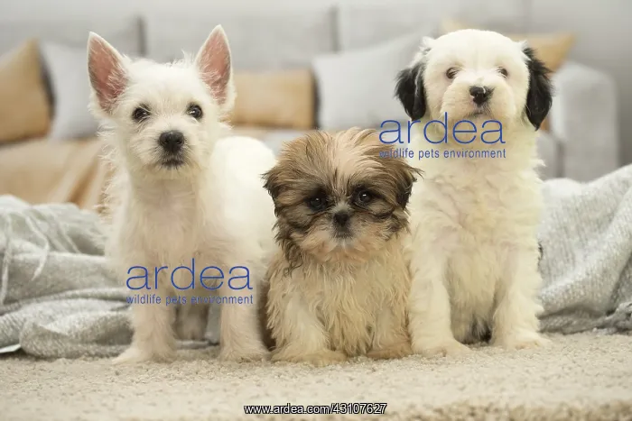 : West Highland White Terrier, Shih-Tzu and Tibetan : West Highland White Terrier, Shih-Tzu and Tibetan