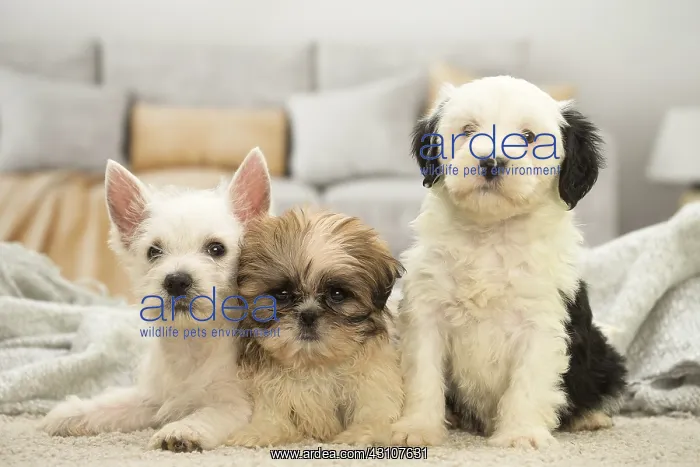 : West Highland White Terrier, Shih-Tzu and Tibetan : West Highland White Terrier, Shih-Tzu and Tibetan