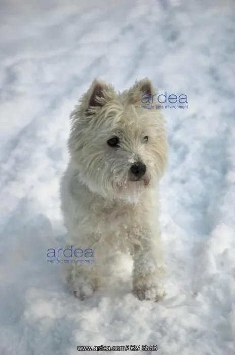 : West Highland White Terrier in the snow : West Highland White Terrier in the snow