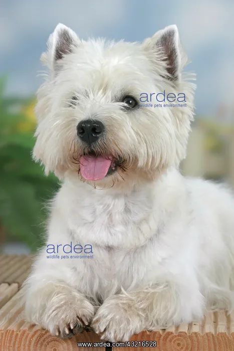 : West Highland White Terrier Westie : West Highland White Terrier Westie