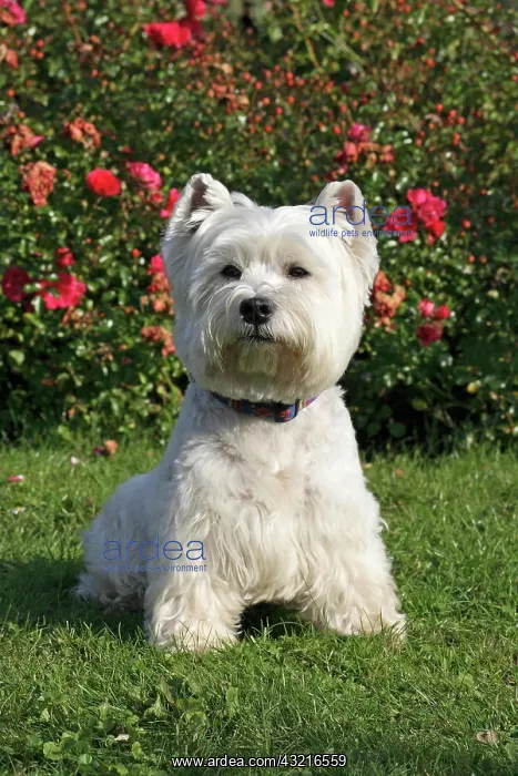 : West Highland White Terrier, Westie, 7 years old : West Highland White Terrier, Westie, 7 years old
