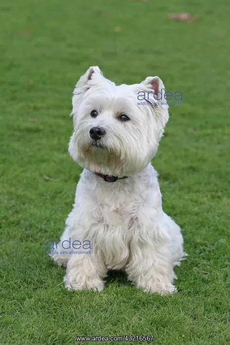  : West Highland White Terrier, Westie, 7 years old