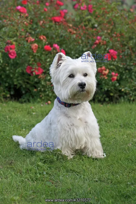 : West Highland White Terrier, Westie, 7 years old : West Highland White Terrier, Westie, 7 years old