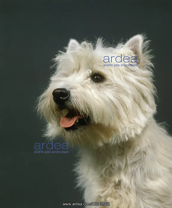 : West Highland White Terrier or Westie, Portrait : West Highland White Terrier or Westie, Portrait