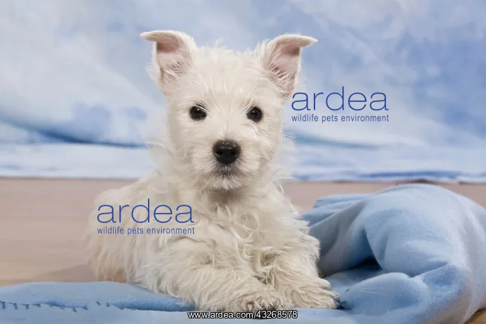 : West Highland White Terrier, Westie puppy, lying : West Highland White Terrier, Westie puppy, lying