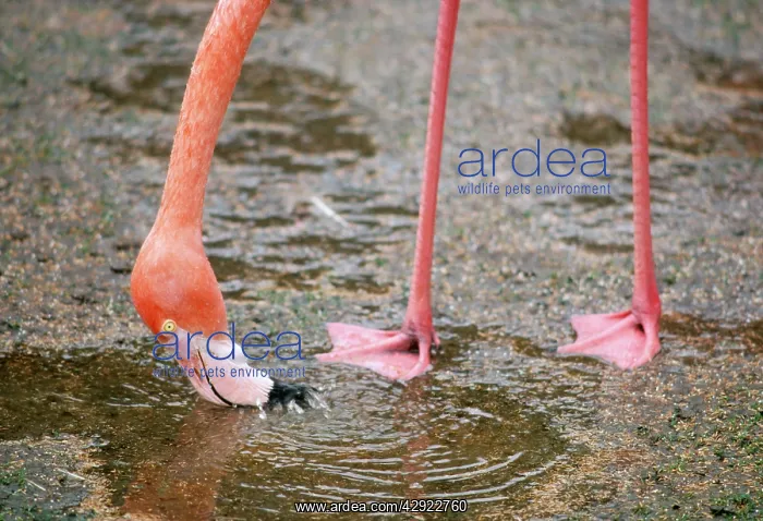 : West Indian / American / Caribbean / Greater FLAMINGO : West Indian / American / Caribbean / Greater FLAMINGO