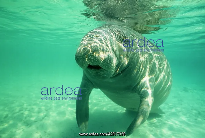: West Indian / Florida Manatee - underwater, head-on : West Indian / Florida Manatee - underwater, head-on