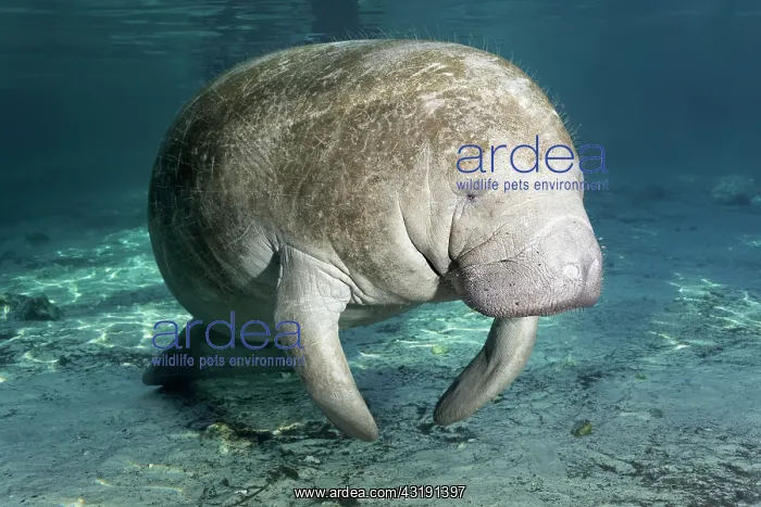 : West Indian manatee or sea cow (Trichechus manatus) : West Indian manatee or sea cow (Trichechus manatus)