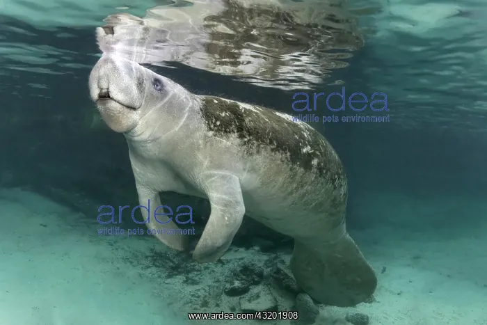  : West Indian manatee or sea cow (Trichechus manatus)