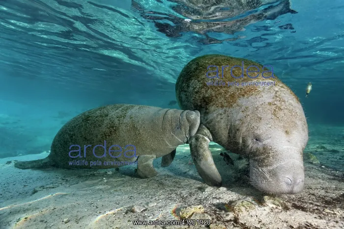 : West Indian manatee or sea cow (Trichechus manatus) : West Indian manatee or sea cow (Trichechus manatus)