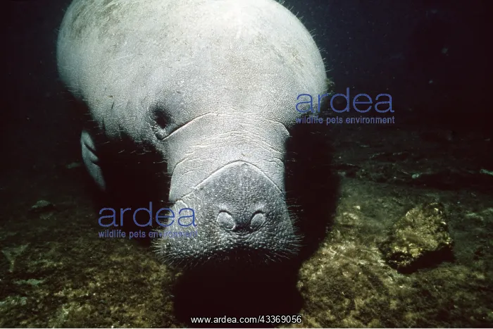 : West Indian MANATEE / Seacow - close-up of face : West Indian MANATEE / Seacow - close-up of face