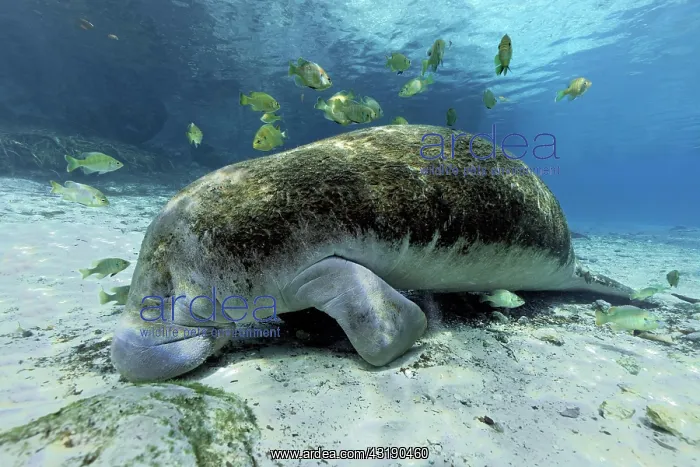 : West Indian manatee (Trichechus manatus), overgrown : West Indian manatee (Trichechus manatus), overgrown