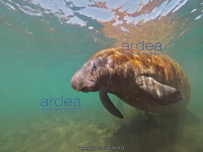 : West indian manatee (Trichechus manatus) in the : West indian manatee (Trichechus manatus) in the