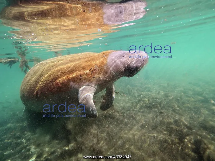 : West indian manatee (Trichechus manatus) in the : West indian manatee (Trichechus manatus) in the