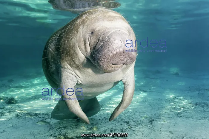 : West Indian manatee (Trichechus manatus), female : West Indian manatee (Trichechus manatus), female