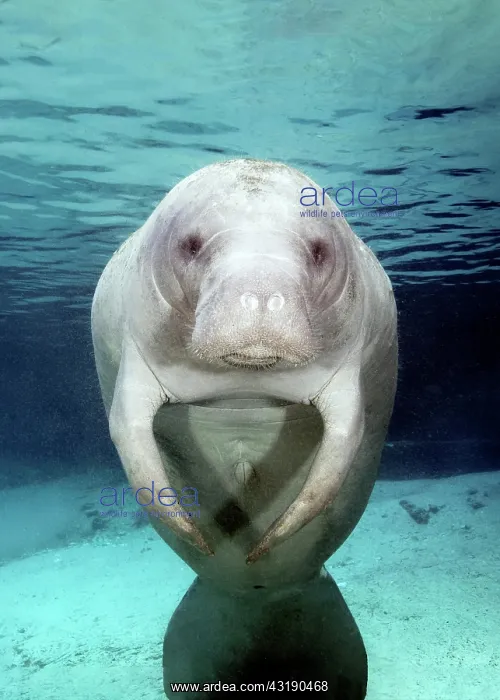 : West Indian manatee (Trichechus manatus), female : West Indian manatee (Trichechus manatus), female