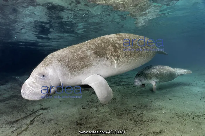 : West Indian manatee (Trichechus manatus), with young : West Indian manatee (Trichechus manatus), with young