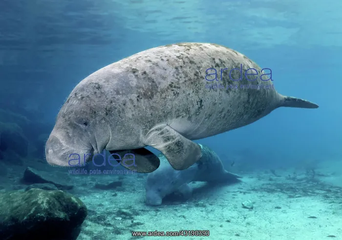 : West Indian manatee (Trichechus manatus), with young : West Indian manatee (Trichechus manatus), with young