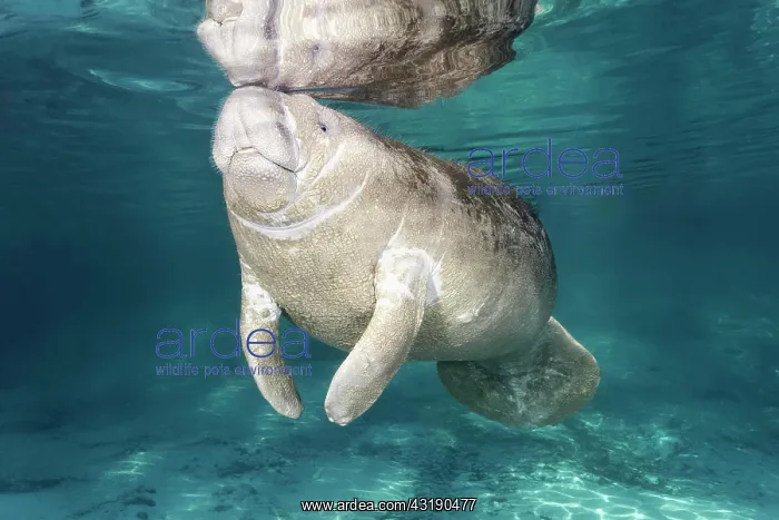 : West Indian manatee (Trichechus manatus), young : West Indian manatee (Trichechus manatus), young